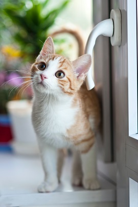 养猫可以装纱窗吗