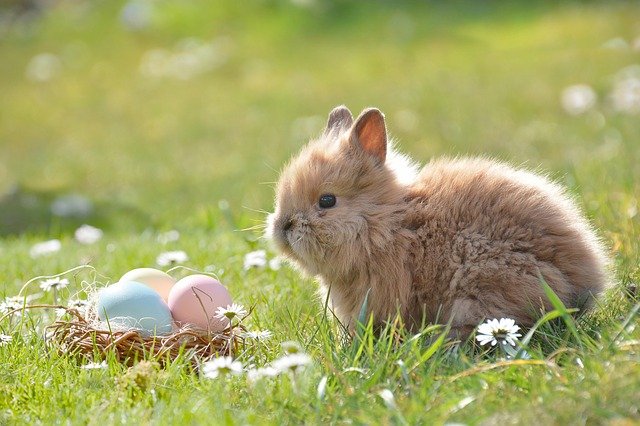小兔子生病了怎么办 了解病因才能对症下药