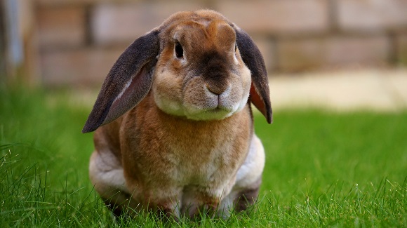 荷兰垂耳兔多少钱一只 荷兰垂耳兔的价格