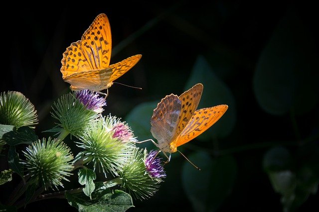 蝴蝶喜欢吃什么 不同种类的蝴蝶喜好不同