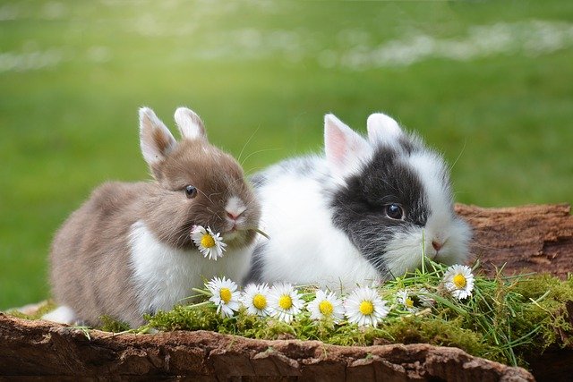 兔子什么不能吃 以下这些食物要注意