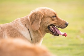 金毛犬拉肚子怎么办