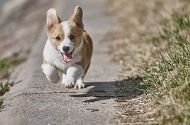 柯基犬标准体重