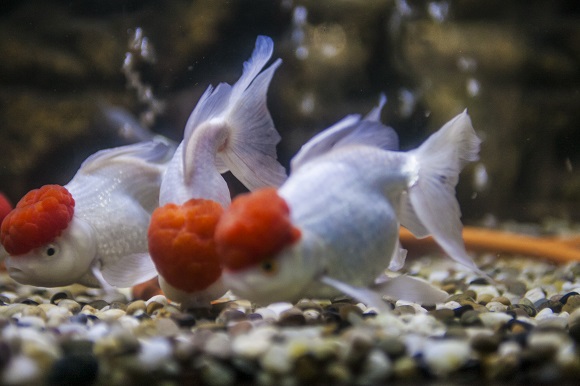 鱼缸多久换一次水 别等水坏了才想起来_金鱼