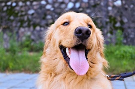 玩赏犬可以训练什么动作 玩赏犬必学的三种基本动作