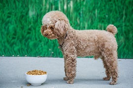 泰迪犬有多少种颜色 泰迪的颜色种类