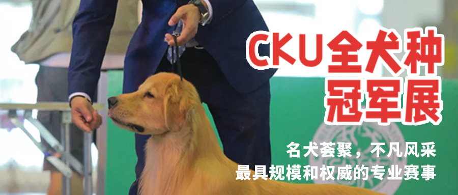 牧羊犬是人们给帮助牧羊人放牧的犬种的一个通用的名字，不是指一个品种，其中包括“边境牧羊犬”、“德国牧羊犬”等，现在人们常常饲养的就是边牧，军队里常饲养德牧。众所周知，牧羊犬在狗狗品种中属于智商较高，比较乖，也相对较容易训练的狗狗，但即使天生聪明，若未加训练，也是会做出一些过于调皮的举动或让主人头痛的行为，那成怎么能让成年牧羊犬保持听话的好习惯呢？