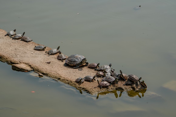 巴西龟能长多大 一起来了解一下_巴西龟