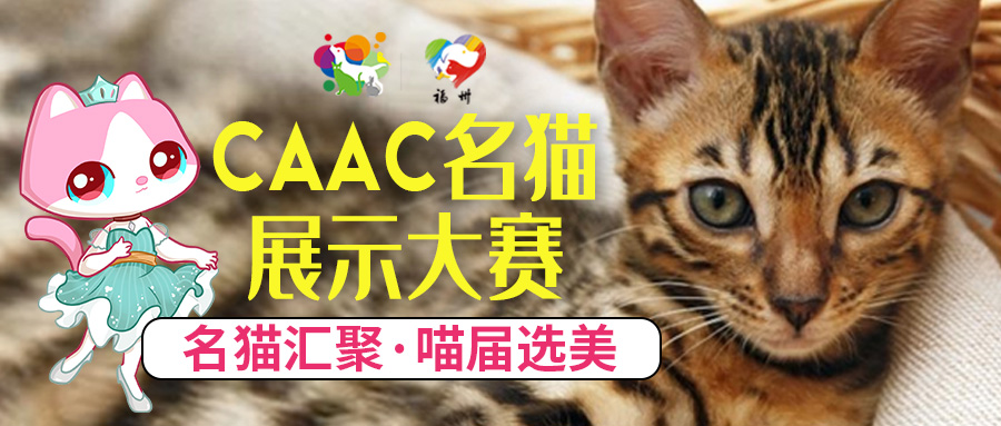 中华田园猫的品种有哪些 中华田园猫是什么_福宠展海报