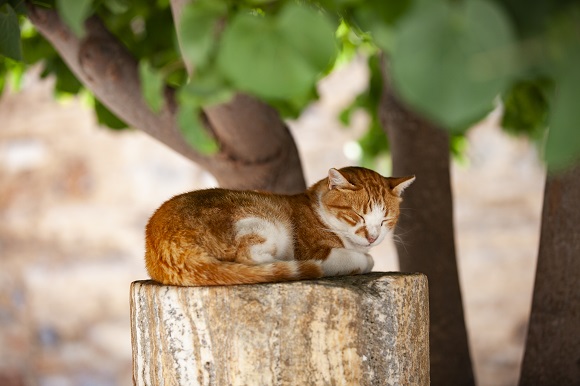 如何为猫咪清洗尾巴 清洗猫咪尾巴_猫咪