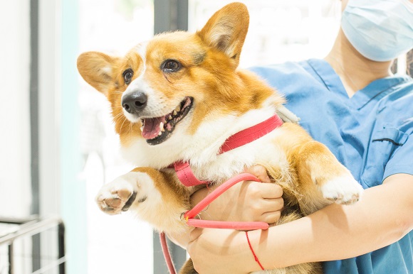 狗狗一胎可以生几个宝宝 狗狗生宝宝生几个_狗狗