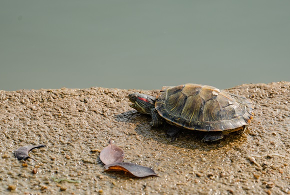 乌龟最长寿命是多少年 一起来了解一下_乌龟