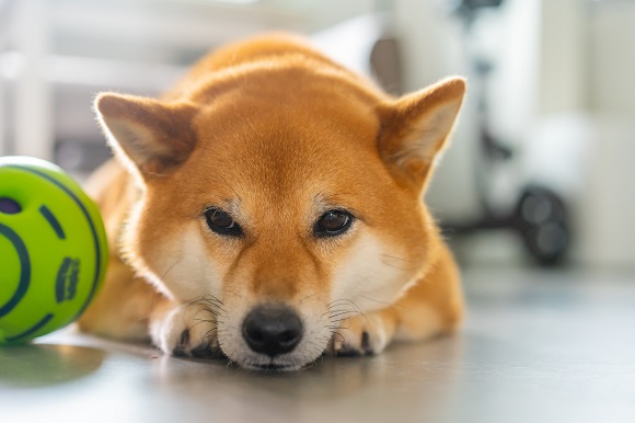 怎样训练狗狗大小便 训练狗狗如厕的方法_狗狗