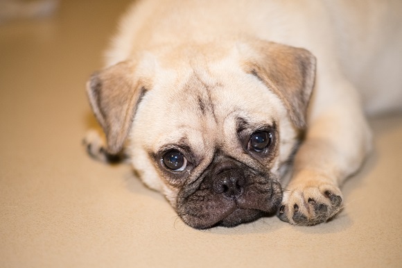 斗牛犬有哪些品种 斗牛犬的类别_狗狗