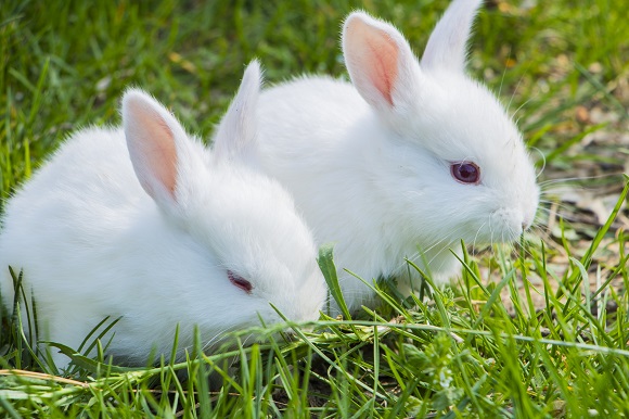 小兔子的肢体语言 兔子的小动作代表什么