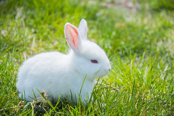 福宠展_兔子窝怎么摆放比较合适 小兔子需要一个安静的环境