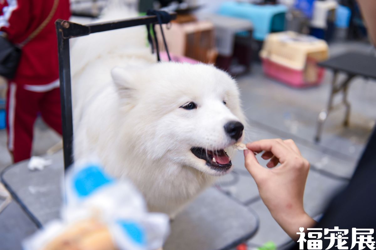 福宠展_宠物狗