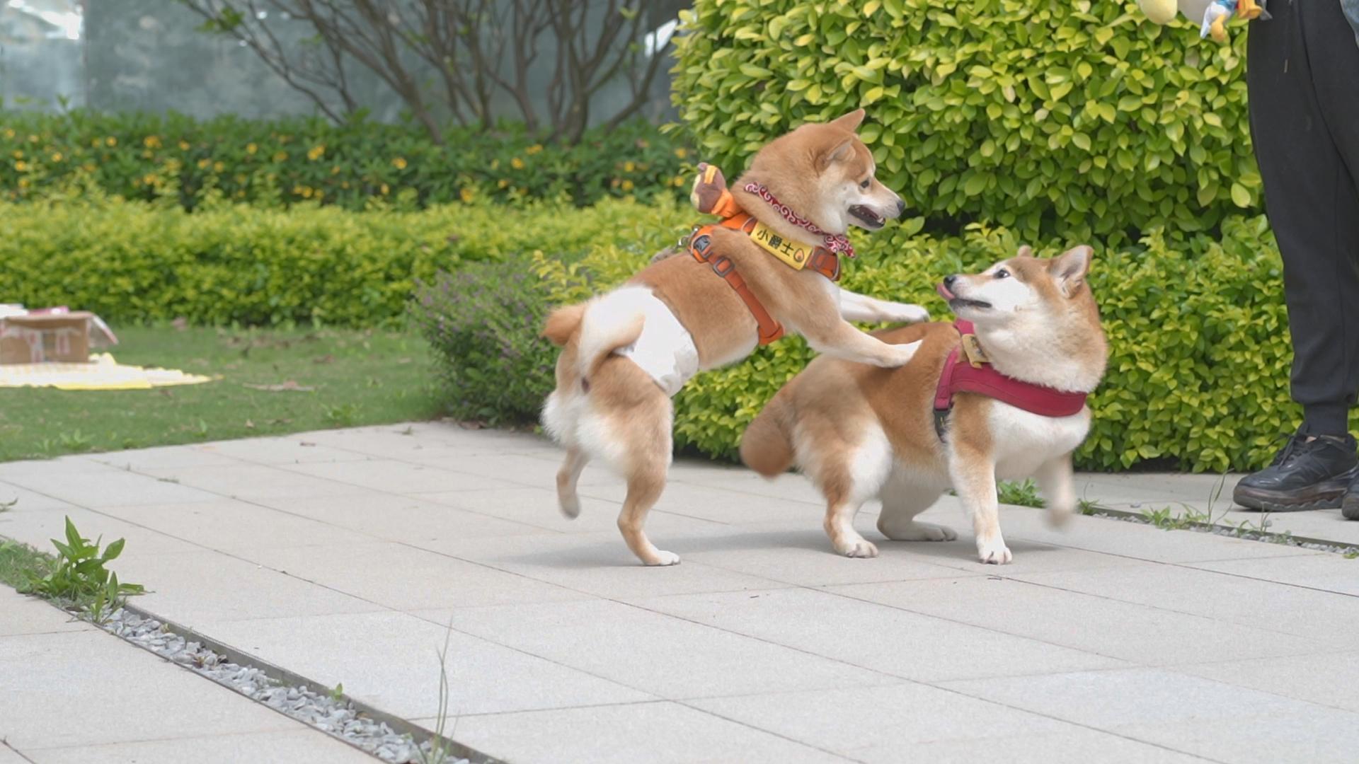 福宠展萌宠活动之柴犬趴