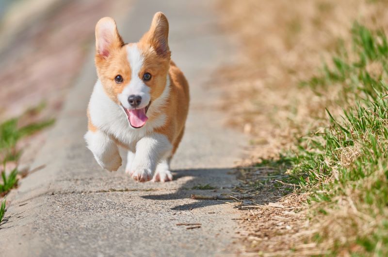 柯基犬堪称是最爱掉毛的短毛狗狗，不仅掉毛多而且掉的毛又小又碎，特别难以整理