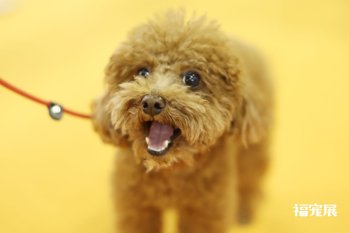 狗狗钙磷比例失调 有什么症状呢？