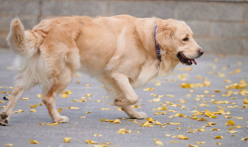 犬钩虫病的诊断及治疗方法