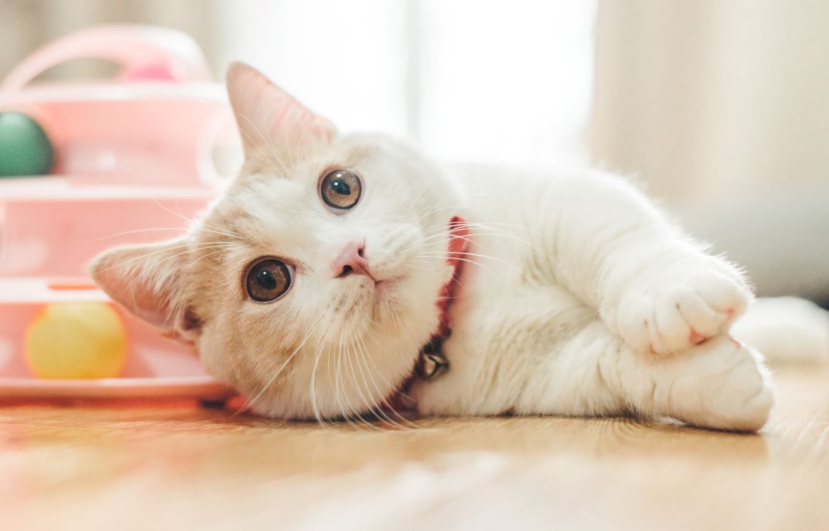 为什么猫咪喜欢用身体或下巴蹭你?